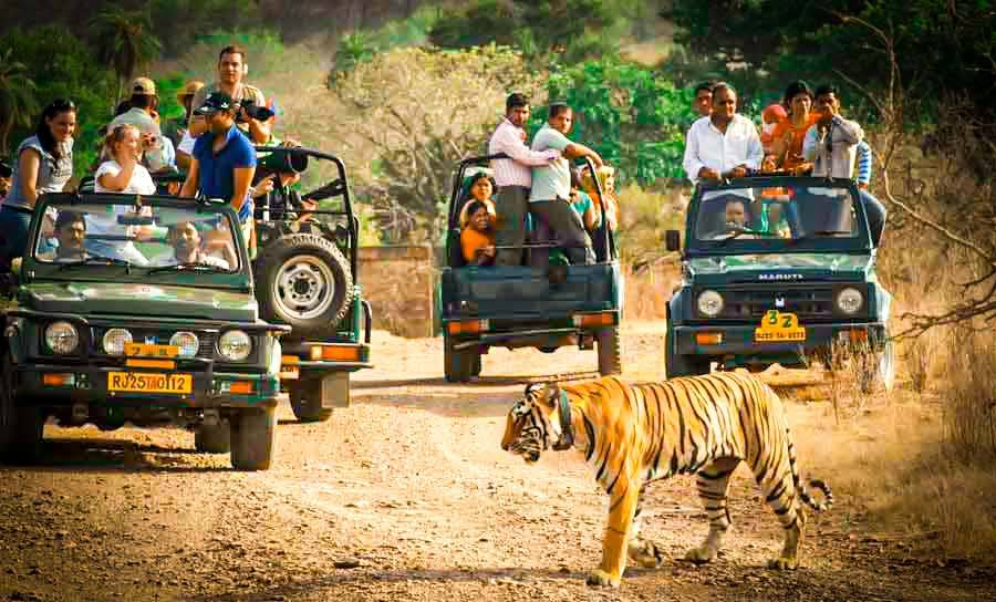 Ranthambore Tiger Safari Tour 2 Nights 3 Days